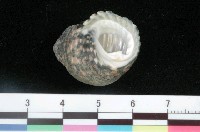 藏品(草蓆鐘螺)的圖片